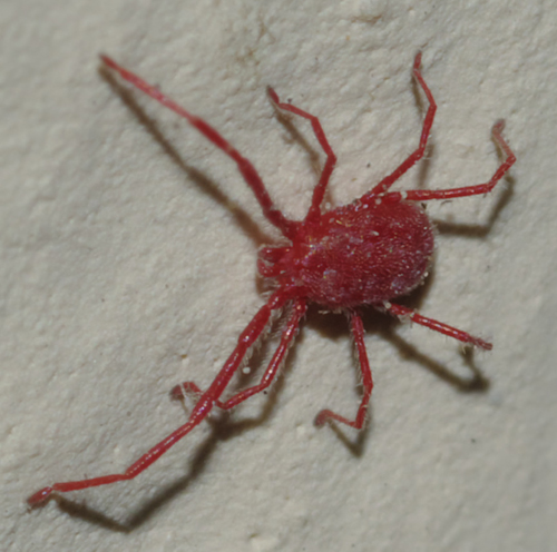 Erythraeidae: Balaustium?